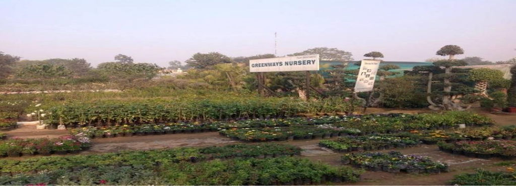 Greenways Nursery, Fatehpur Beri